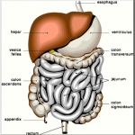 digestive system | Digestive enzymes | Dr Sadlon