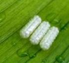 pills on leaf