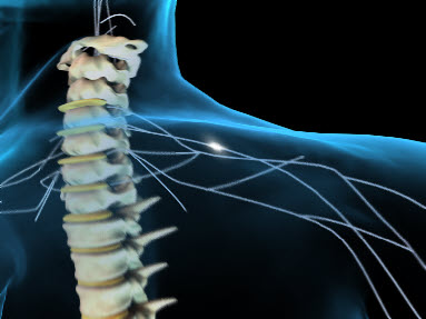 image of spine at neck