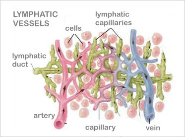 lymphatic vessels