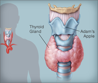 Hashimotos Thyroid