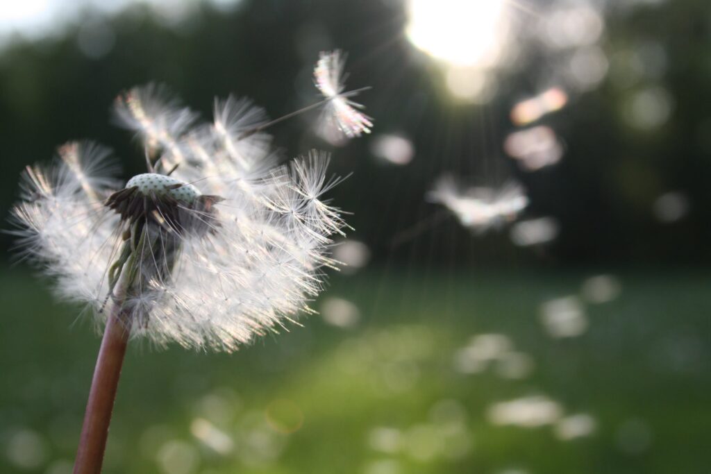 acupuncture for allergies